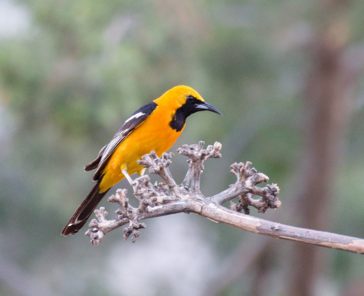 Hooded Oriole - ML645928266