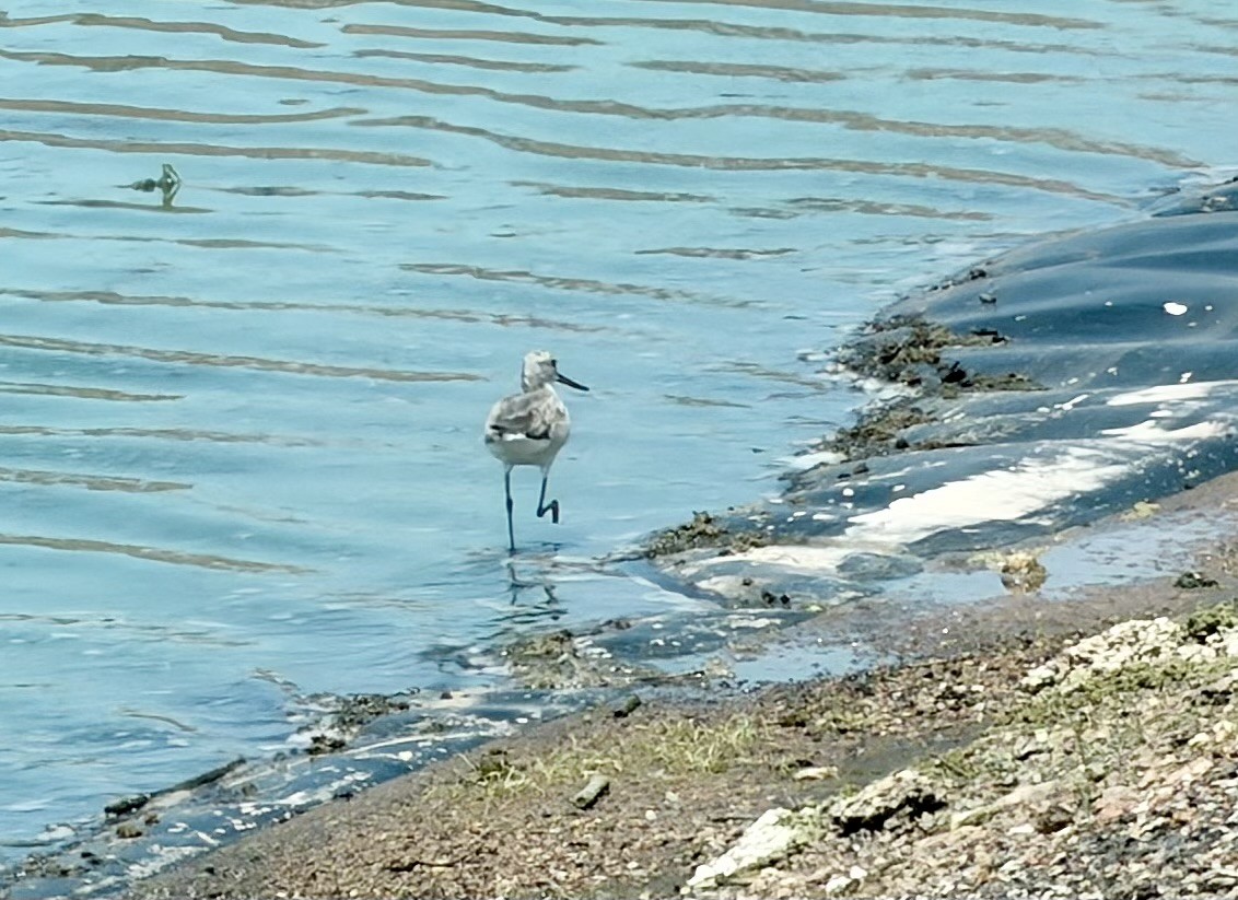 Common Greenshank - ML645928268