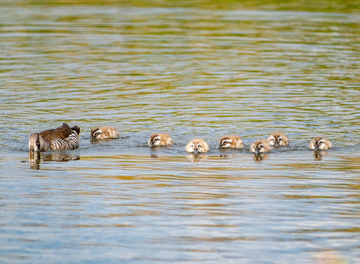 Pink-eared Duck - ML645928269
