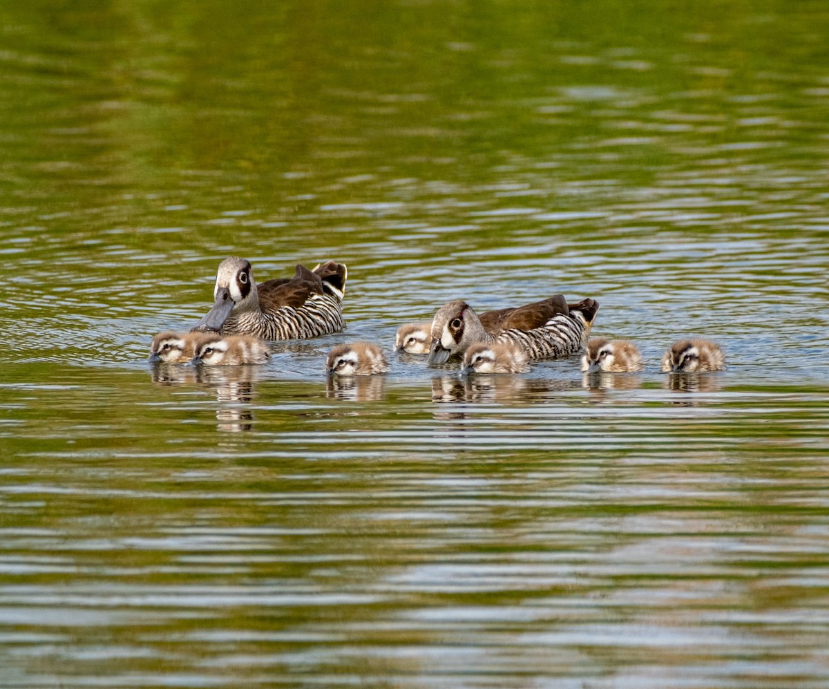 Pink-eared Duck - ML645928270