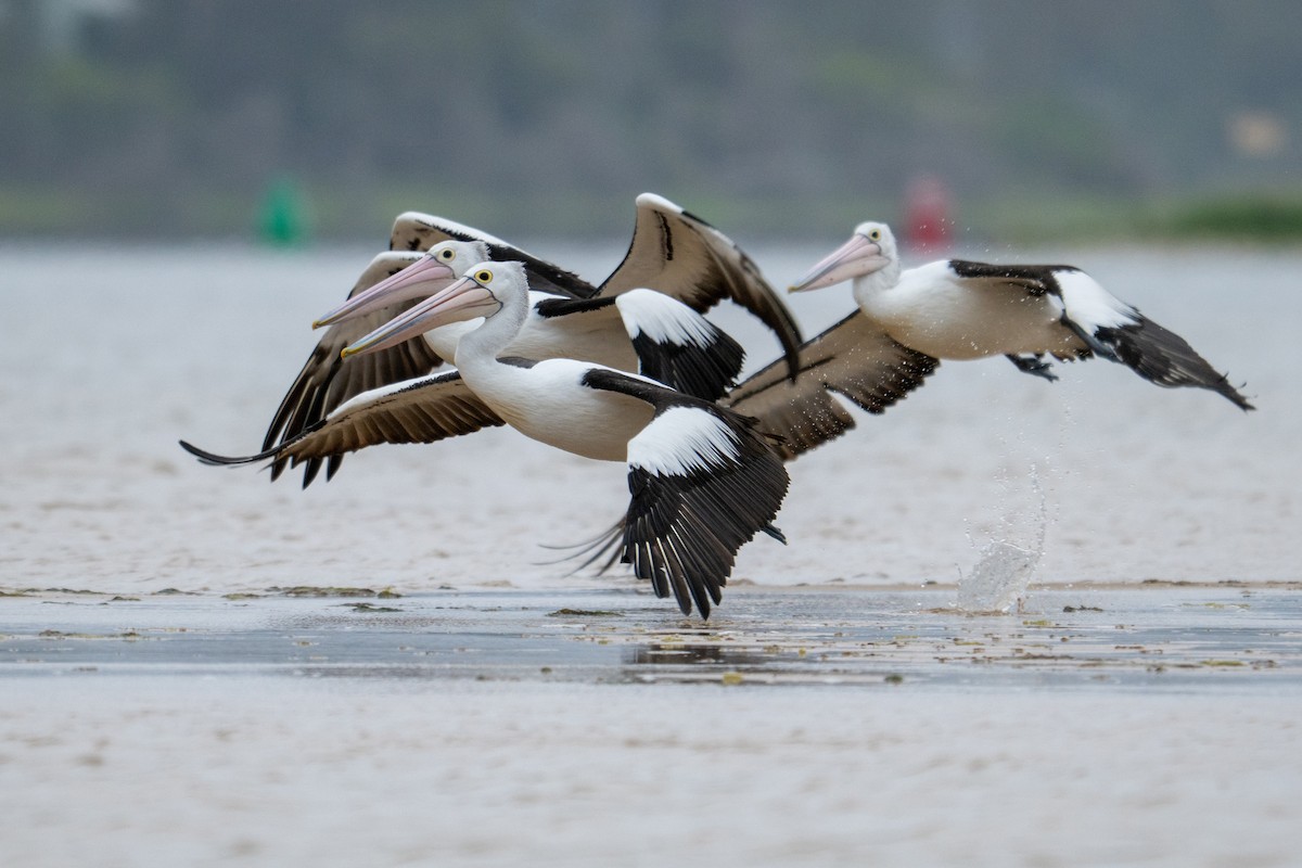 Australian Pelican - ML645928272