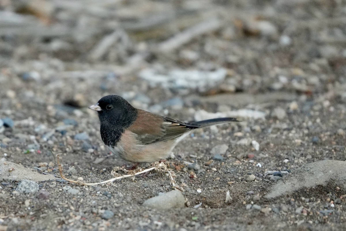 Dark-eyed Junco - ML645928273