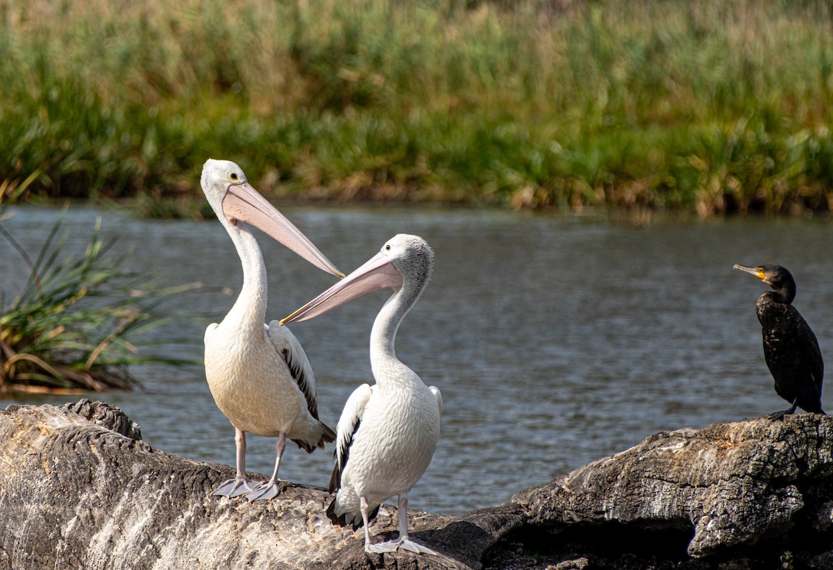 Australian Pelican - ML645928274