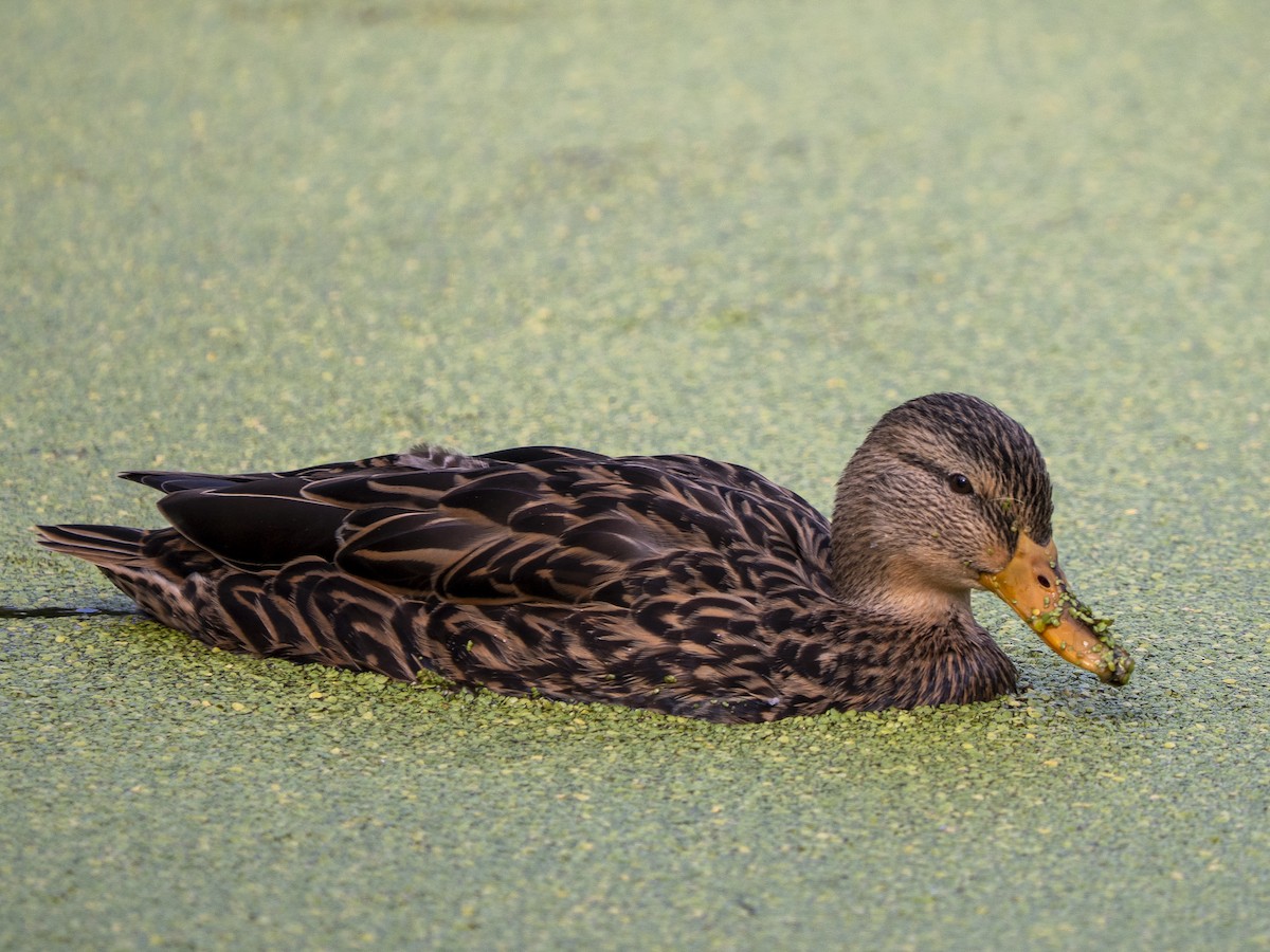 Mexican Duck - ML645928278