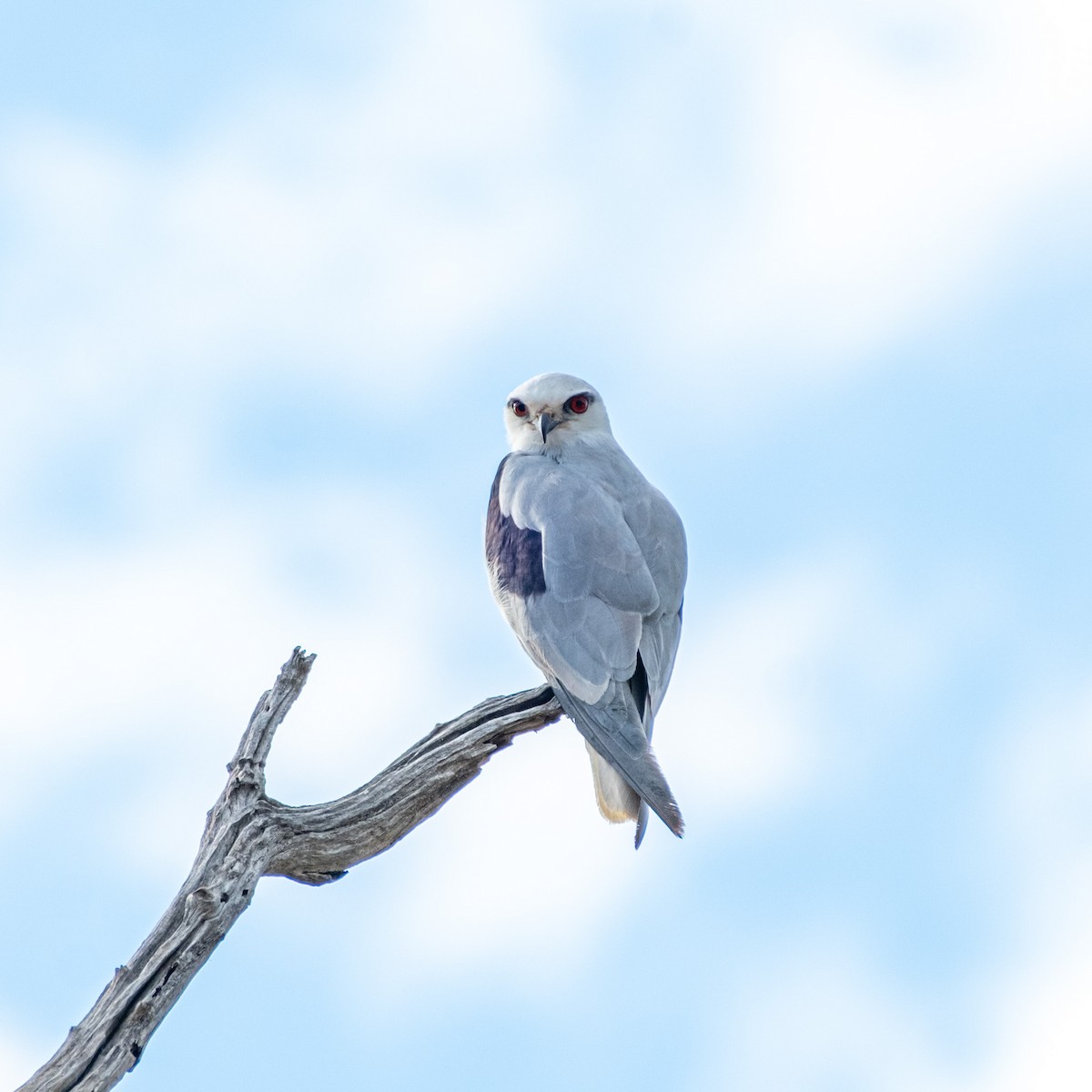 Black-shouldered Kite - ML645928280