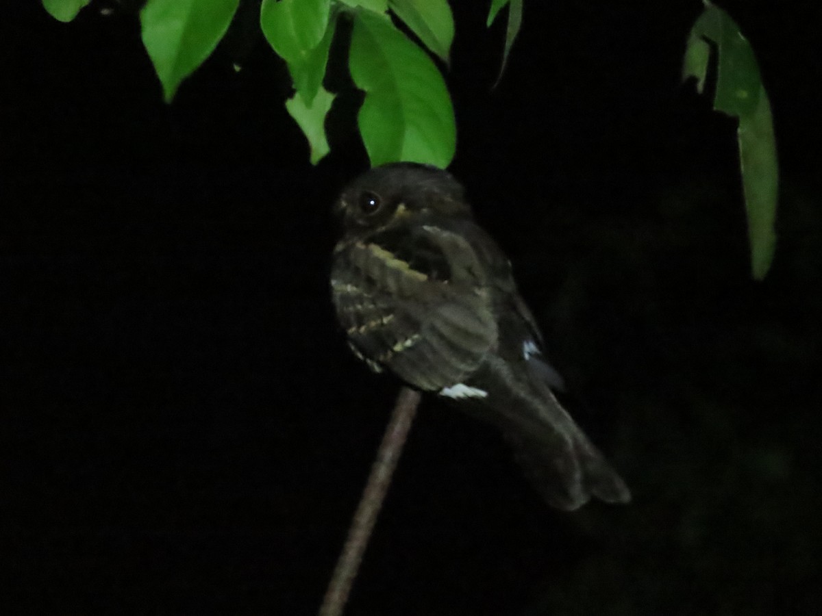 Large-tailed Nightjar - ML645928281