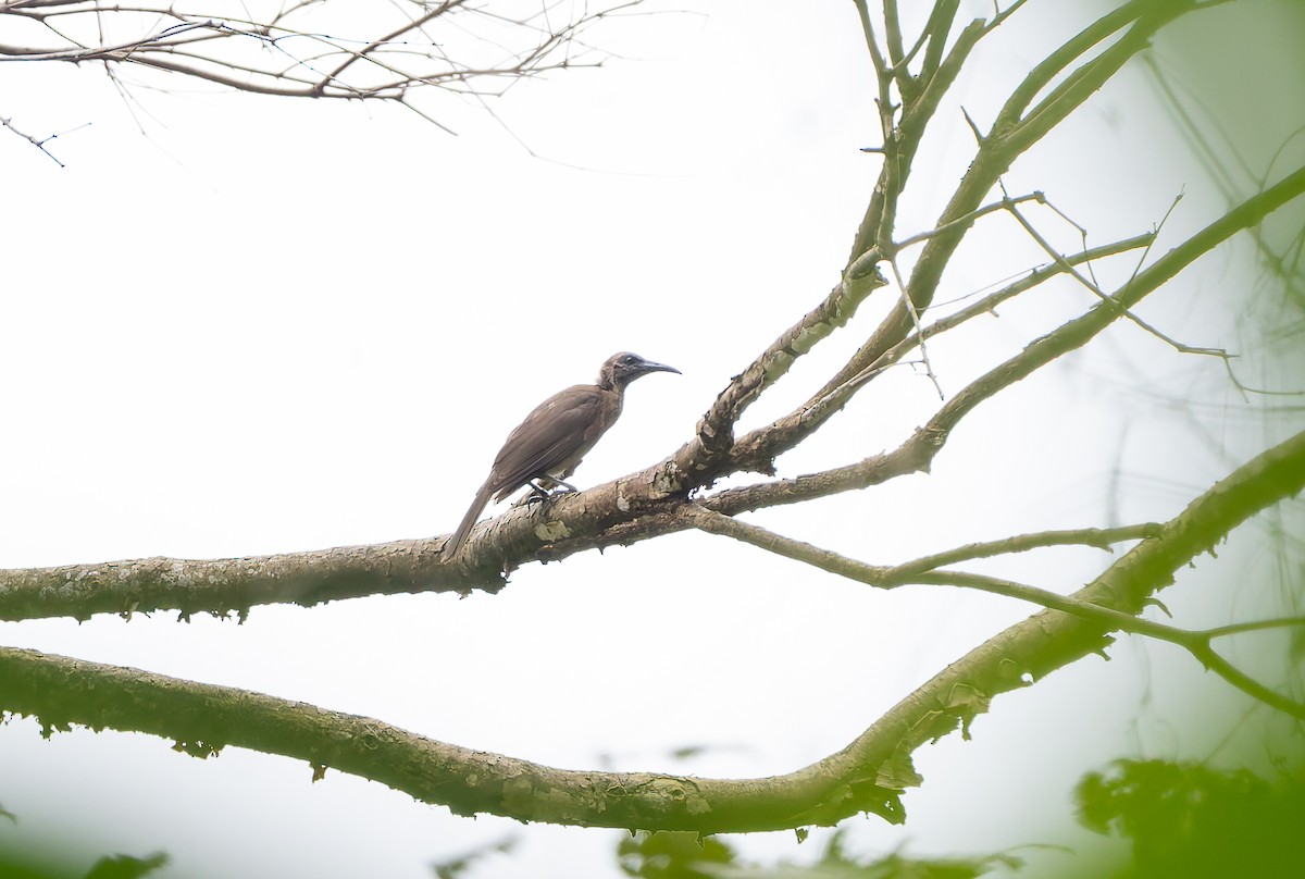 Buru Friarbird - ML645928284