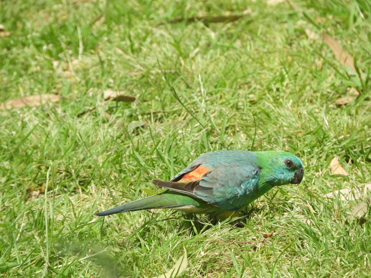 ビセイインコ - ML645928293