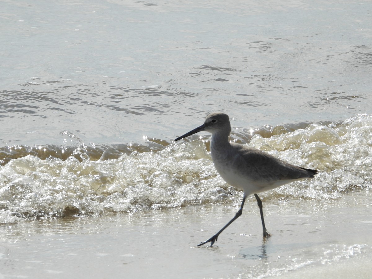 Willet - ML645928295