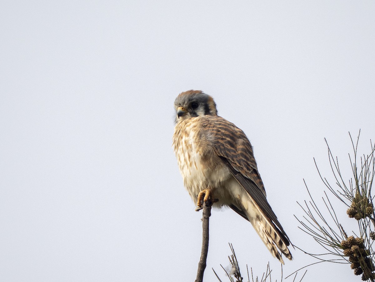 アメリカチョウゲンボウ - ML645928296