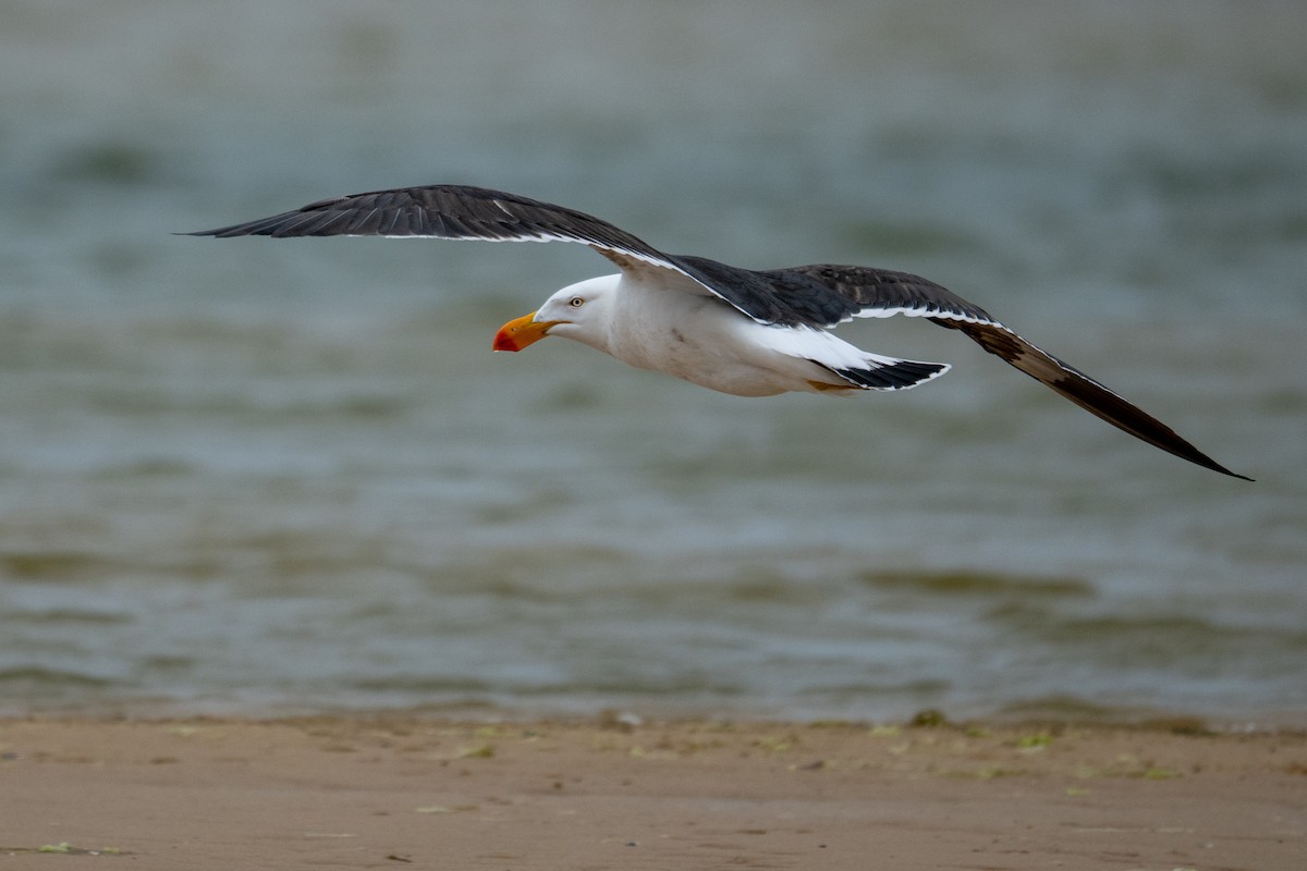 ハシブトカモメ - ML645928297