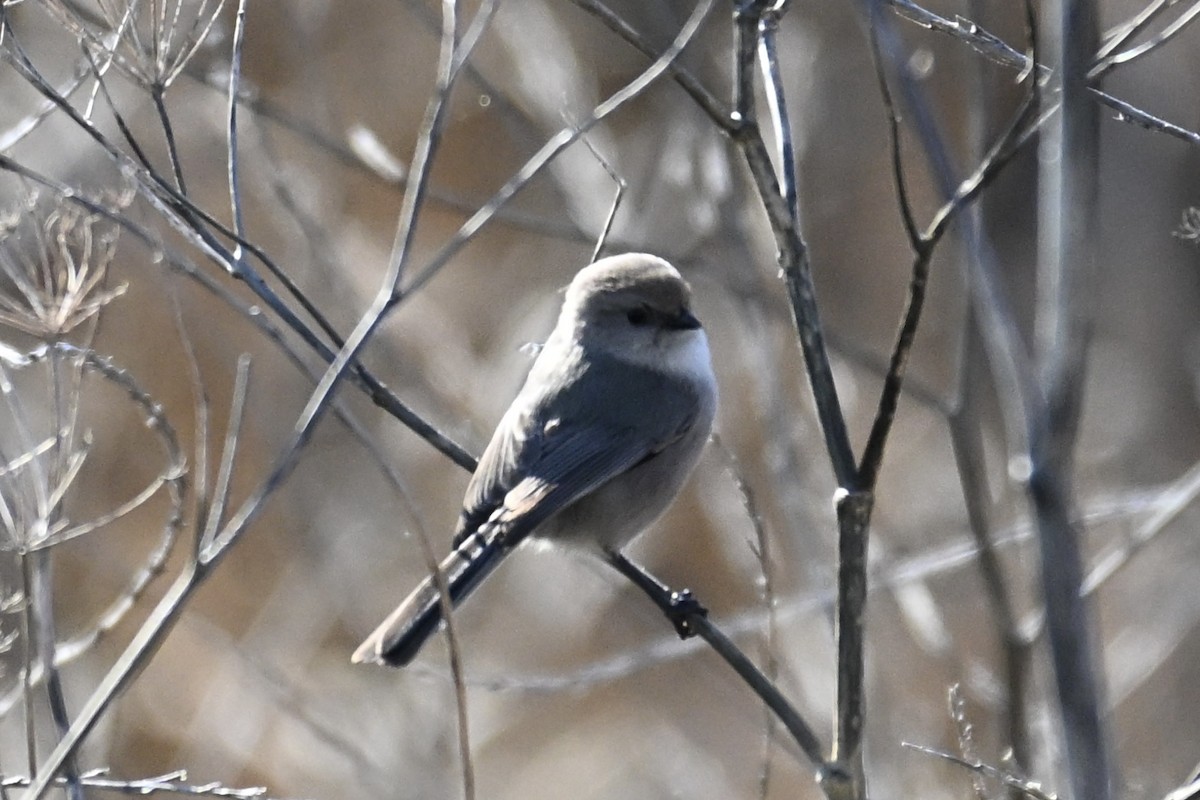 ヤブガラ - ML645928298