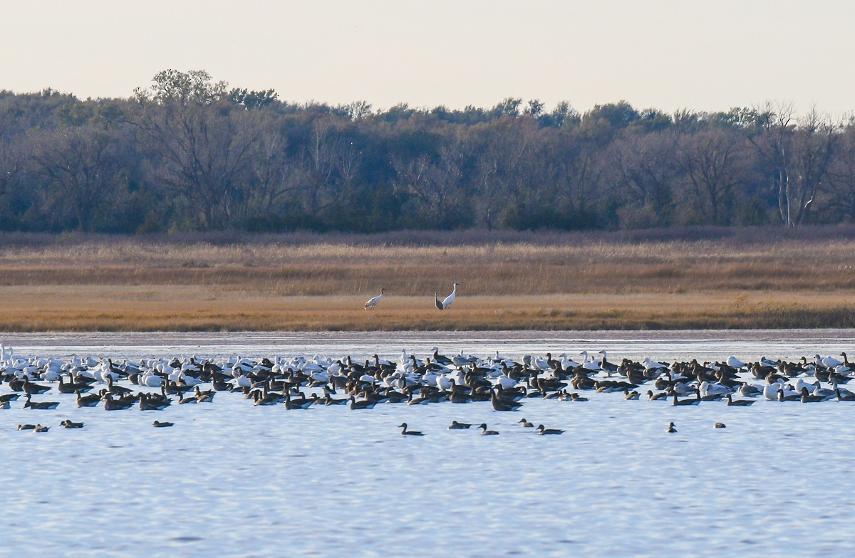 アメリカシロヅル - ML645928299