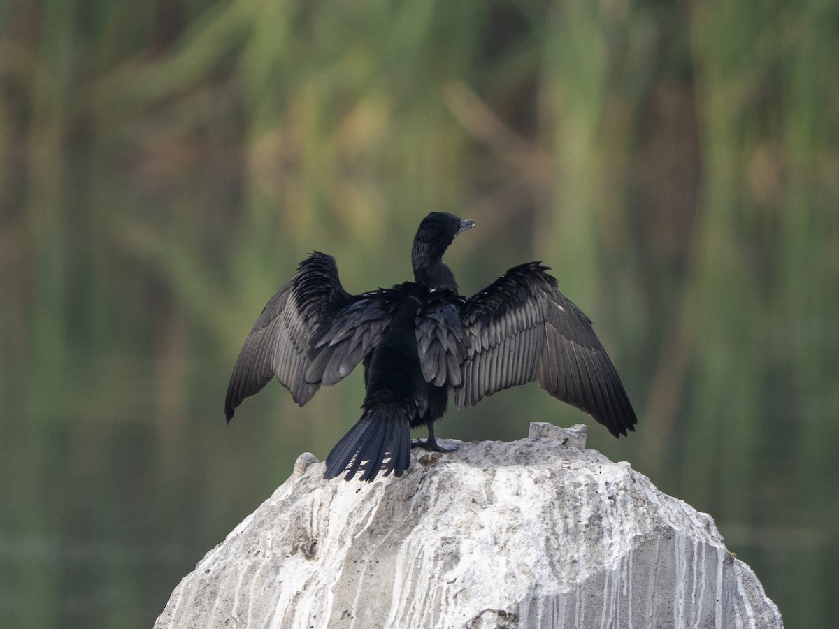 ナンベイヒメウ - ML645928300