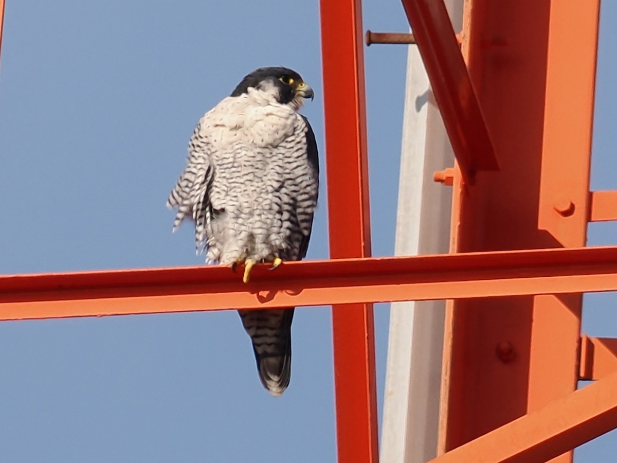 Peregrine Falcon - ML645928301