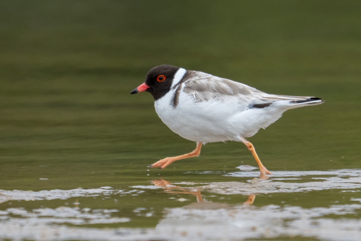 ズグロチドリ - ML645928302