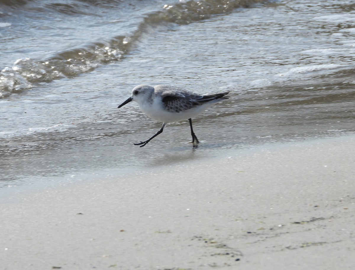 ミユビシギ - ML645928303