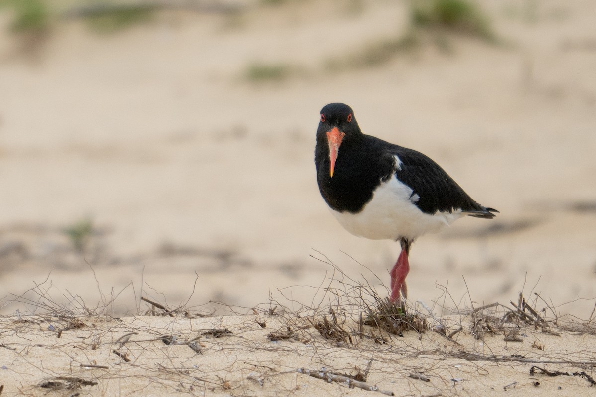 オーストラリアミヤコドリ - ML645928304