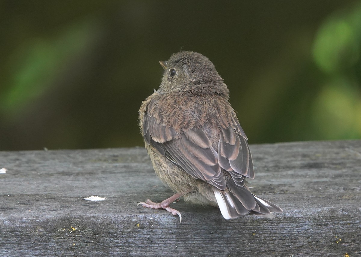 ユキヒメドリ（oreganus グループ） - ML645928305