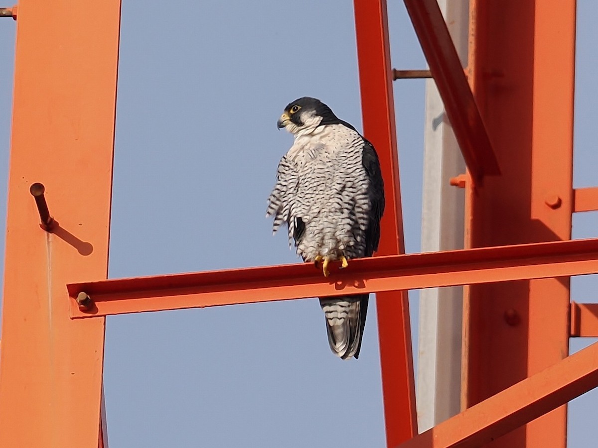 Peregrine Falcon - ML645928306