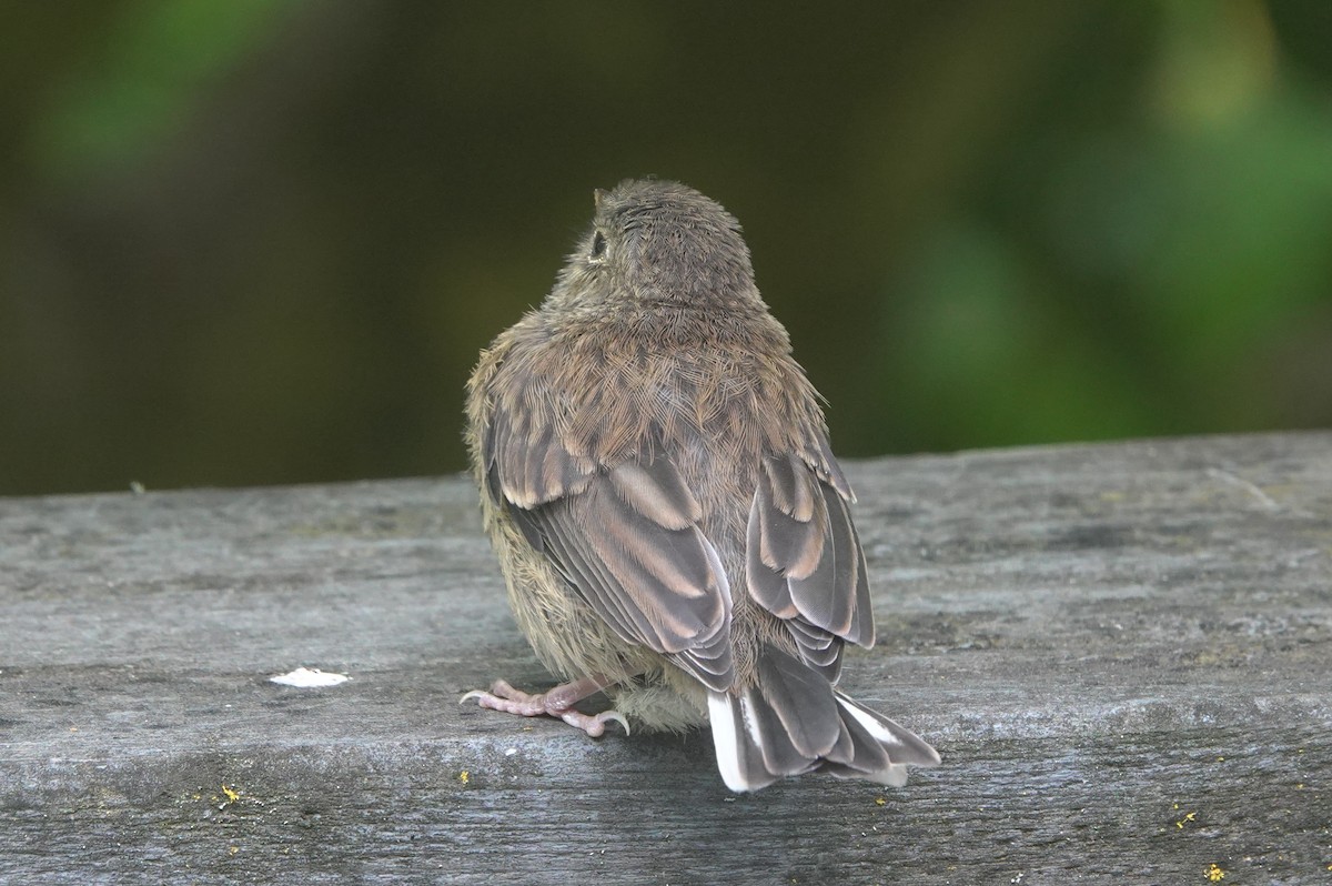 ユキヒメドリ（oreganus グループ） - ML645928307