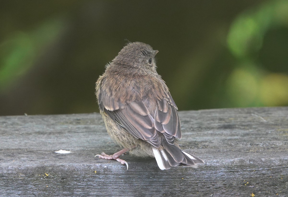 ユキヒメドリ（oreganus グループ） - ML645928308