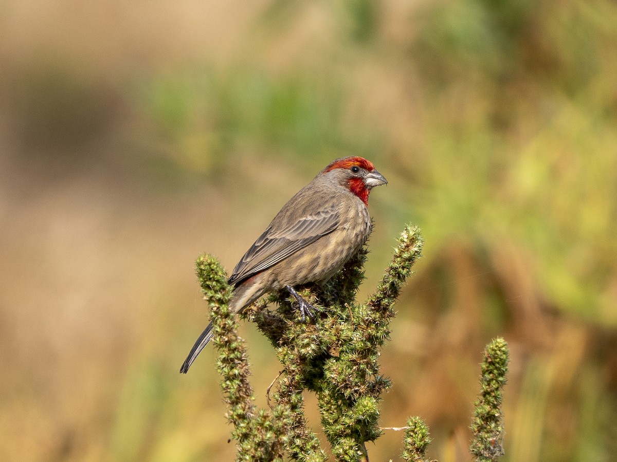 メキシコマシコ - ML645928309