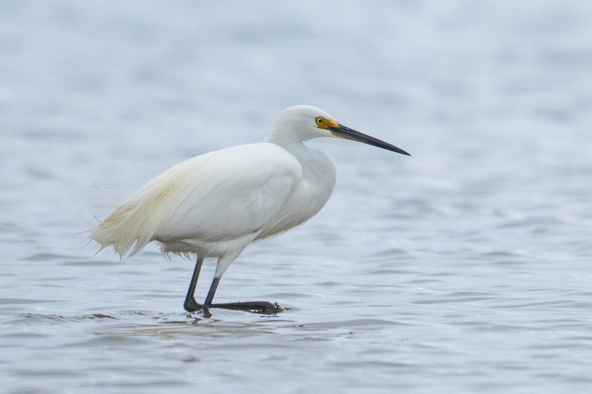 コサギ - ML645928310