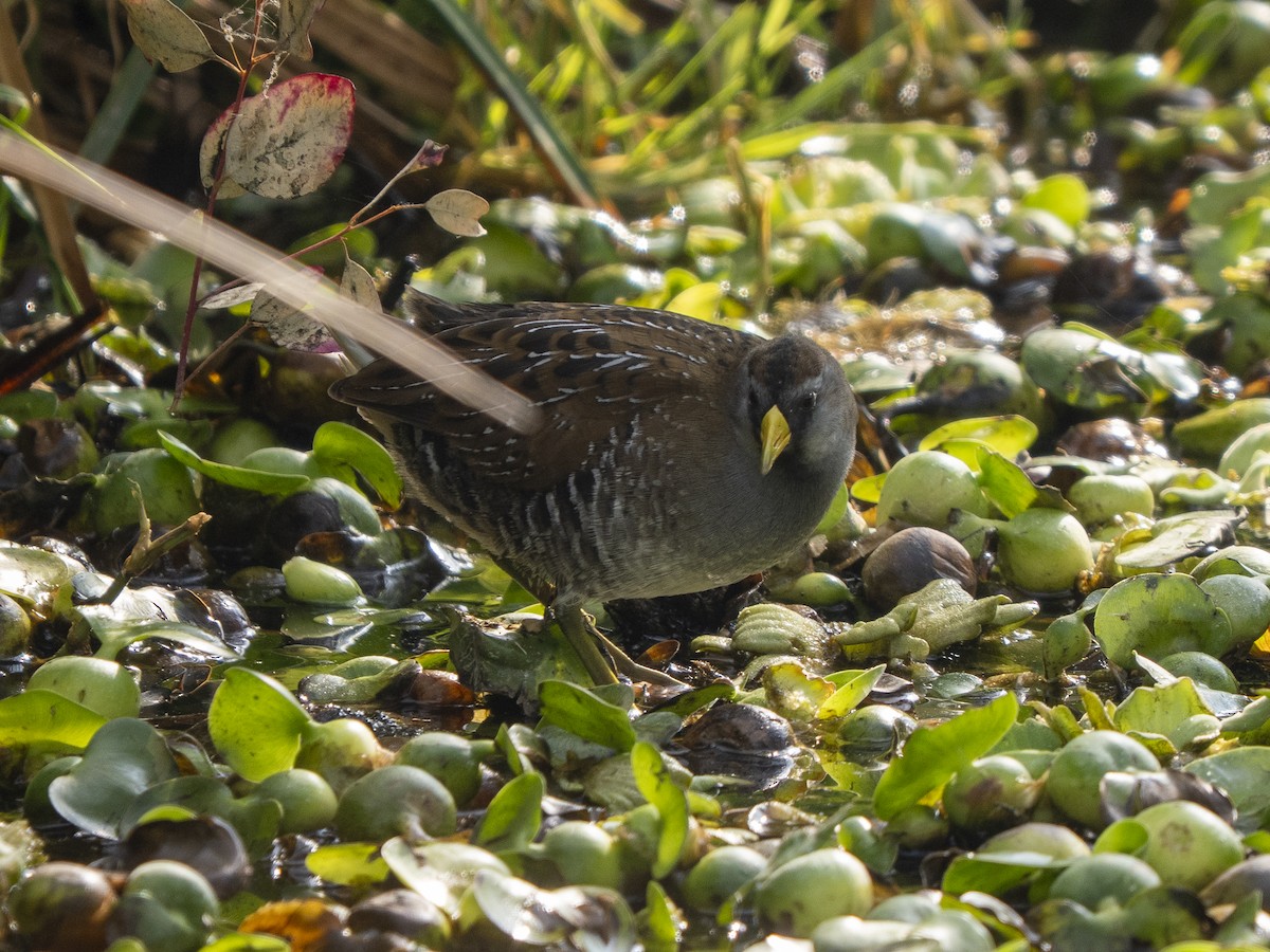 カオグロクイナ - ML645928311