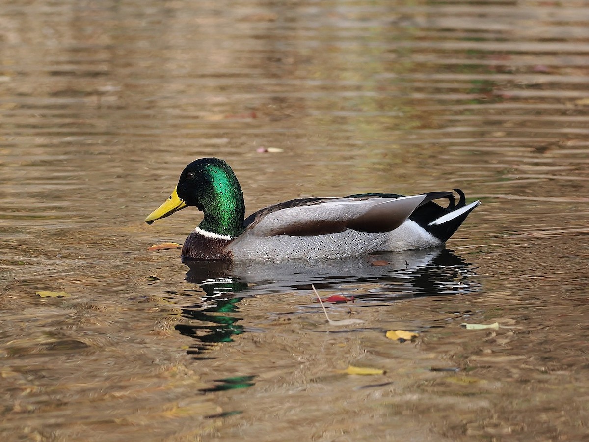 Mallard - ML645928312