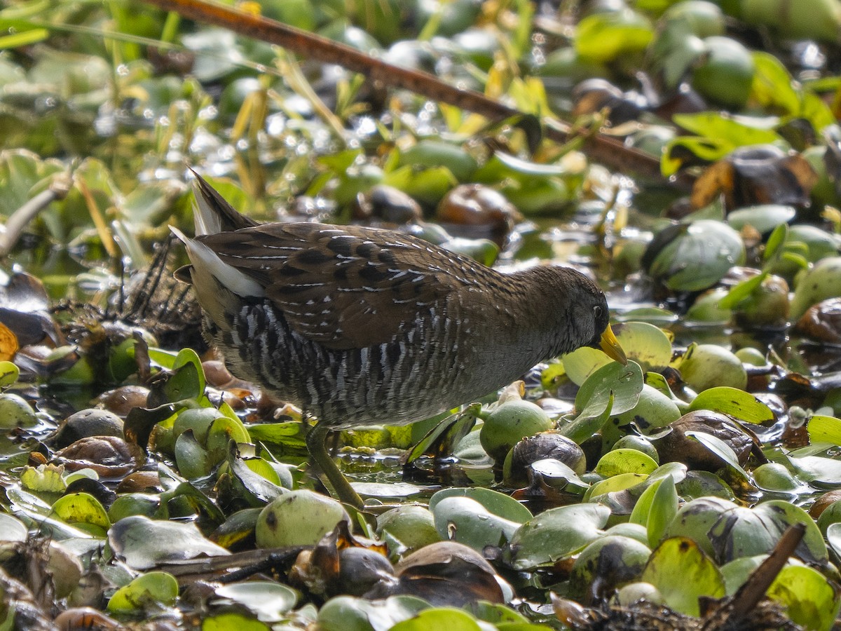 カオグロクイナ - ML645928313