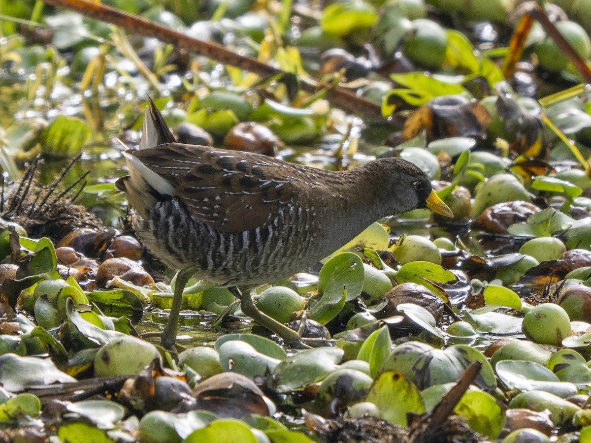 カオグロクイナ - ML645928314