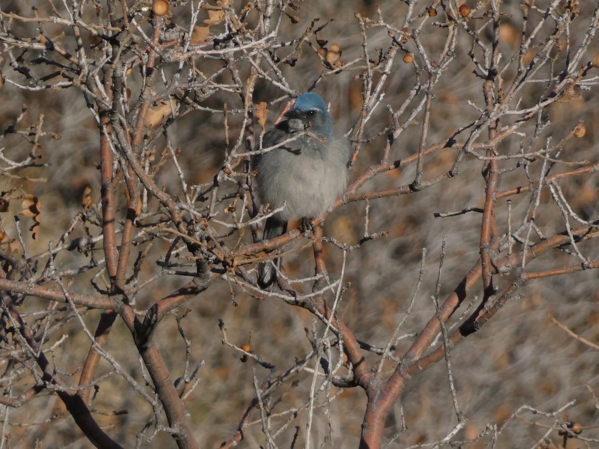 ウッドハウスカケス - ML645928315