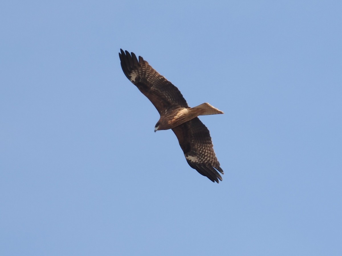 Black Kite - ML645928316