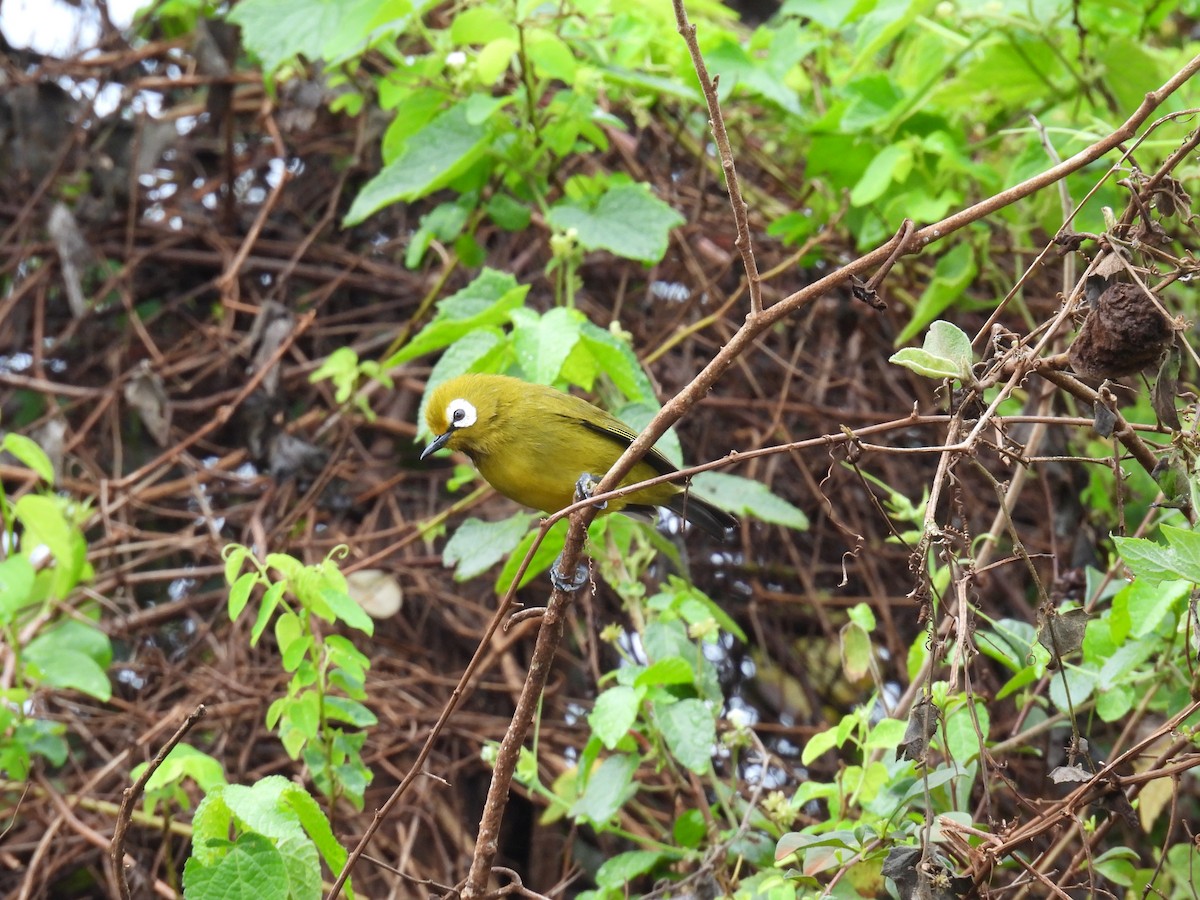 キリマンジャロメジロ - ML645928317