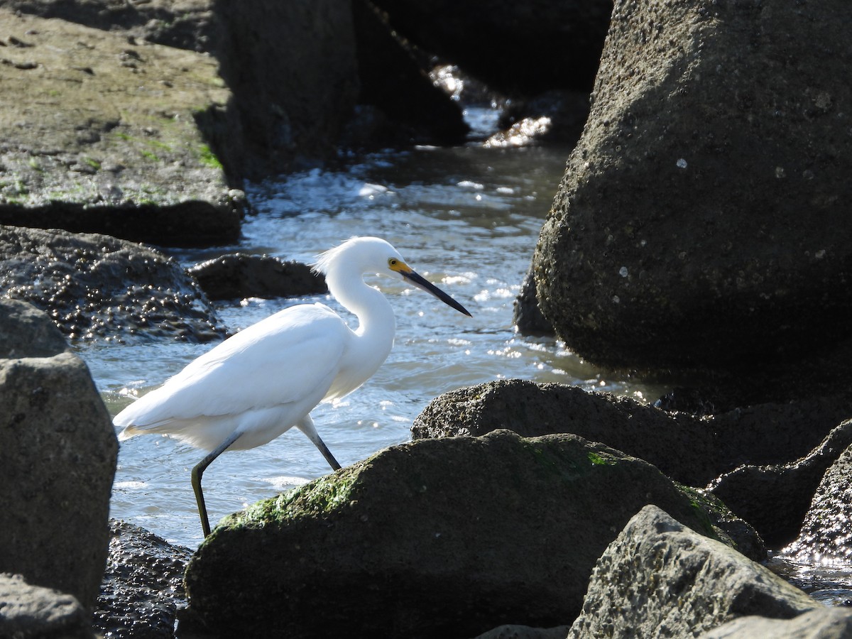 ユキコサギ - ML645928318