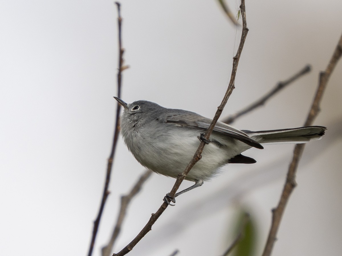 ブユムシクイ - ML645928319