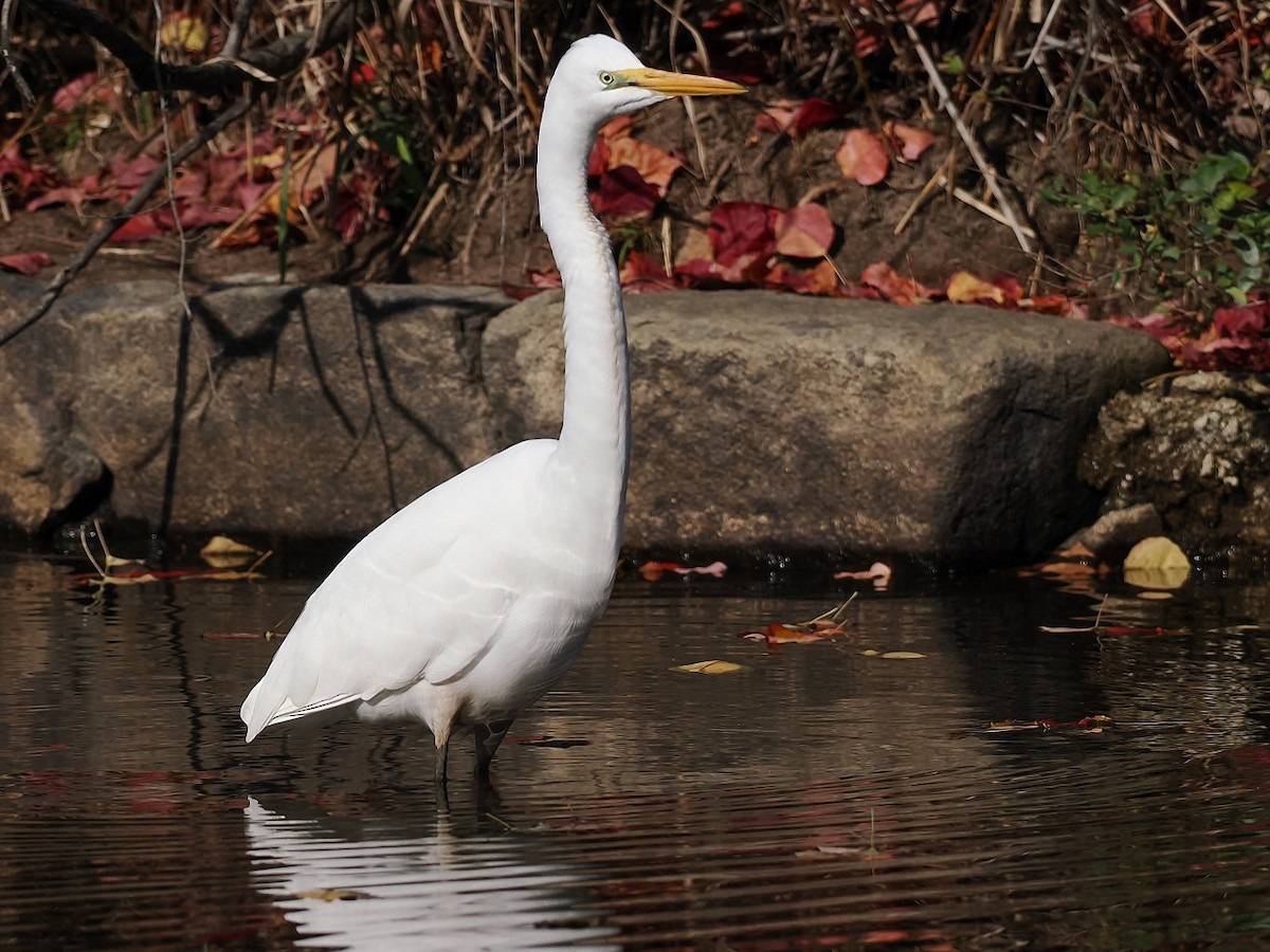 Great Egret - ML645928320