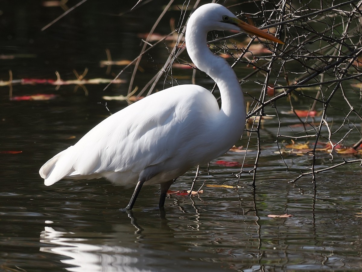 Great Egret - ML645928321