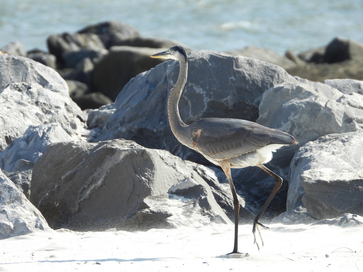 オオアオサギ - ML645928322