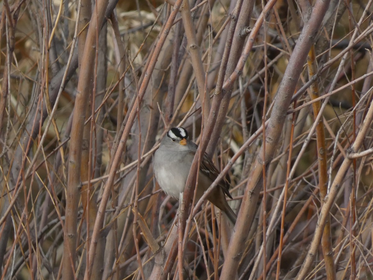 ミヤマシトド（gambelii） - ML645928323