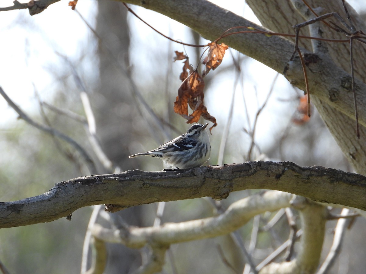 Black-and-white Warbler - ML645928326