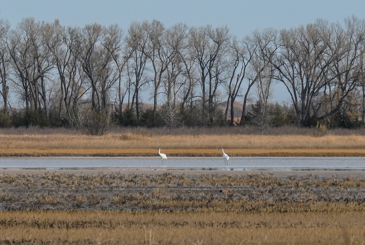 アメリカシロヅル - ML645928328