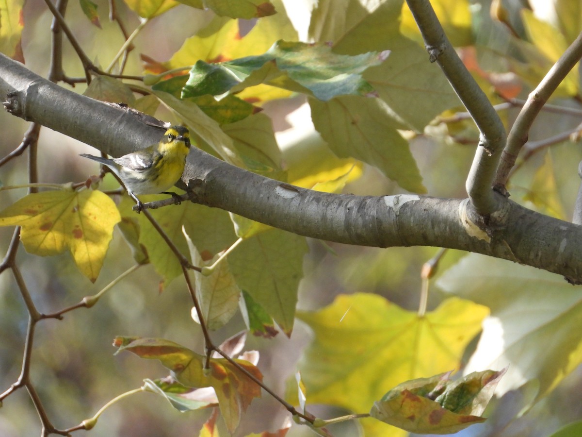 Townsend's Warbler - ML645928331
