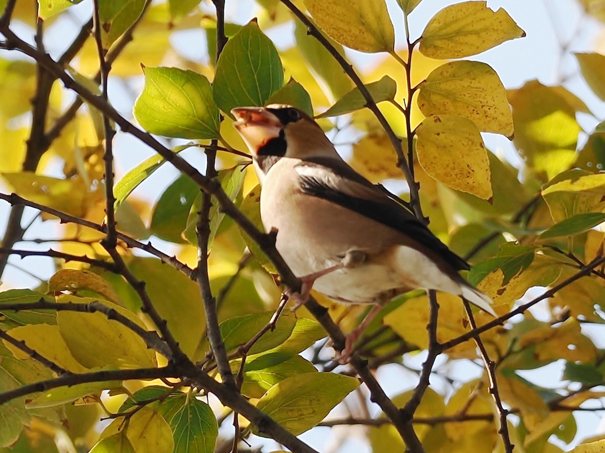 Kernbeißer - ML645928332