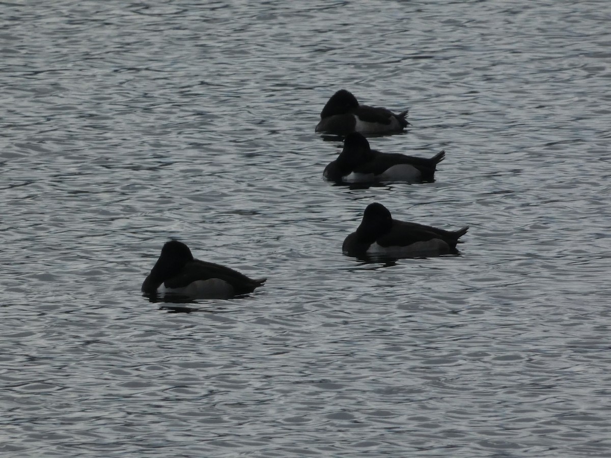 Ringschnabelente - ML645928333