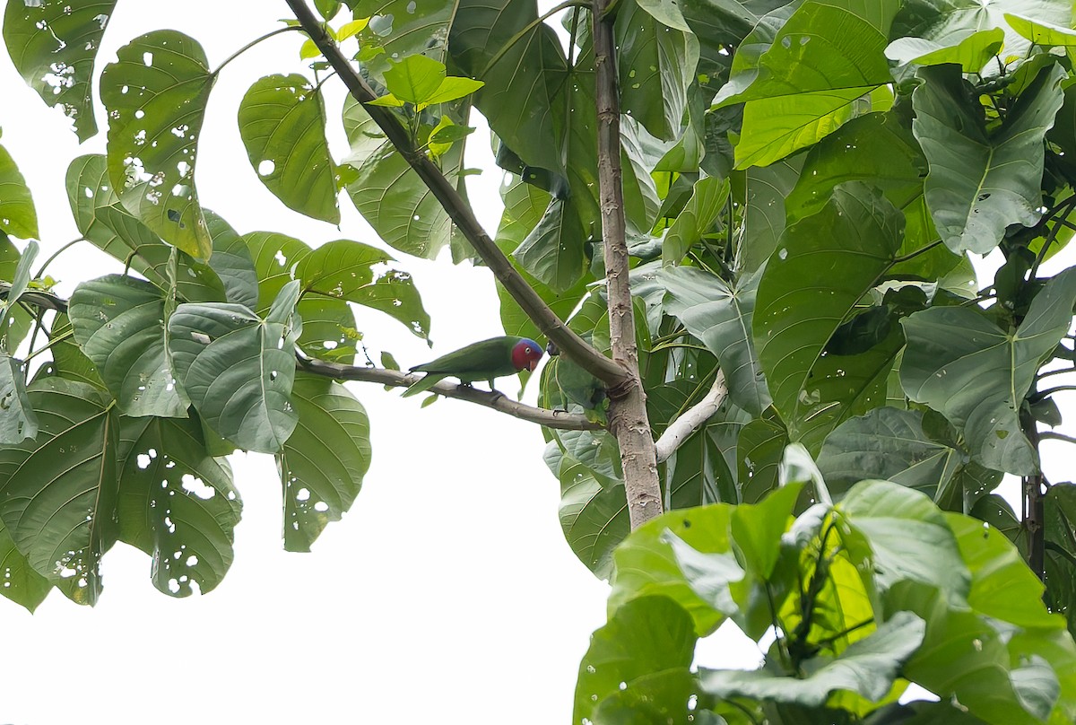 Perruche de Geoffroy - ML645928334