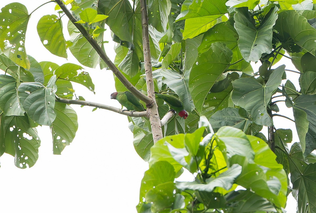 Rotkopfpapagei - ML645928335