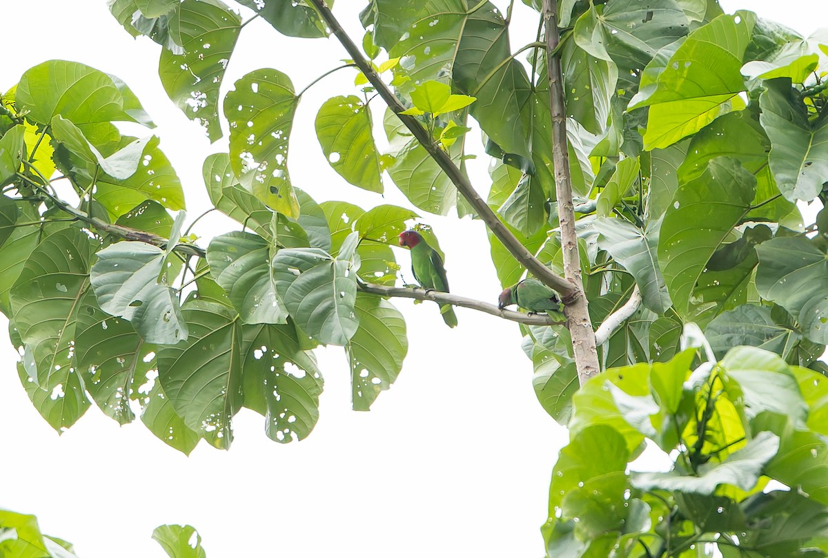 Perruche de Geoffroy - ML645928336