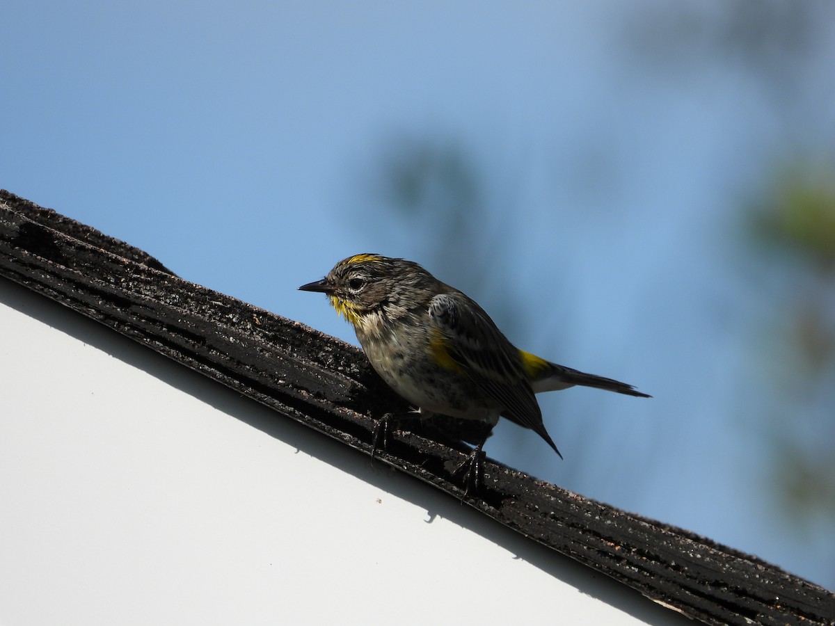 Paruline à croupion jaune - ML645928337